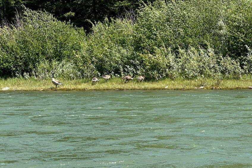 A river with ducks and a bird standing on the bank. 2