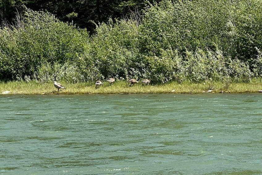 Scenic Float Trip on the Snake River in Grand Teton National Park 2