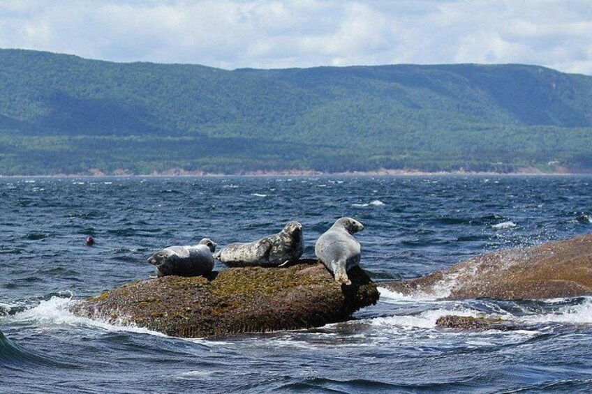 Lobos marinos sobre un afloramiento rocoso en una masa de agua, con una costa forestada al fondo. 2