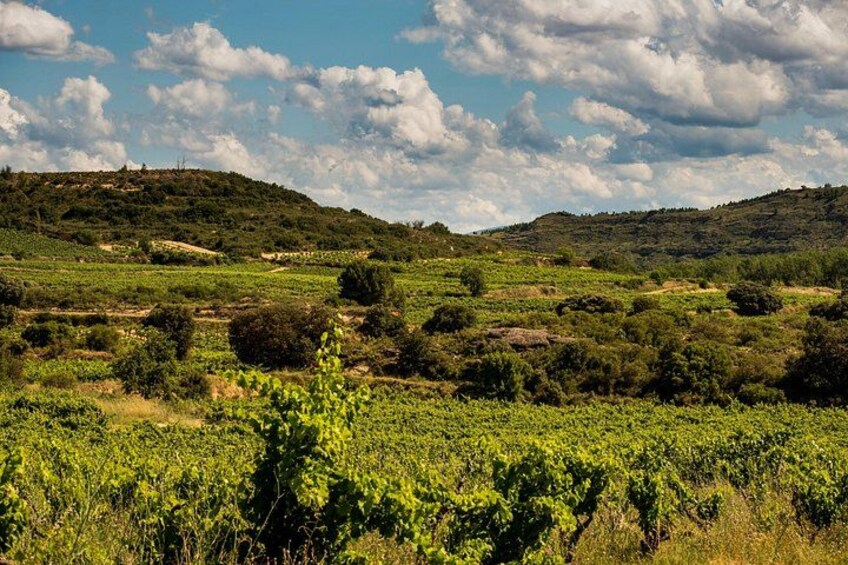 Visit to the winery with a tasting of 3 wines and appetizers 3