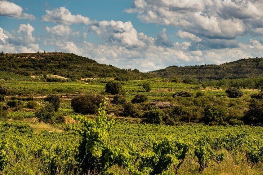 A vineyard with rows of grapevines under a partly cloudy sky. 3
