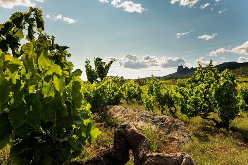 Visit to the winery with a tasting of 3 wines and appetizers 5