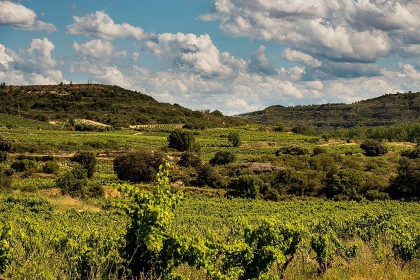 Visit to the winery with a tasting of 3 wines and appetizers 4