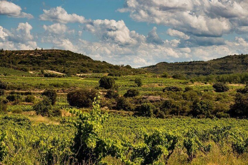 Visit to the winery with a tasting of 3 wines and appetizers 3