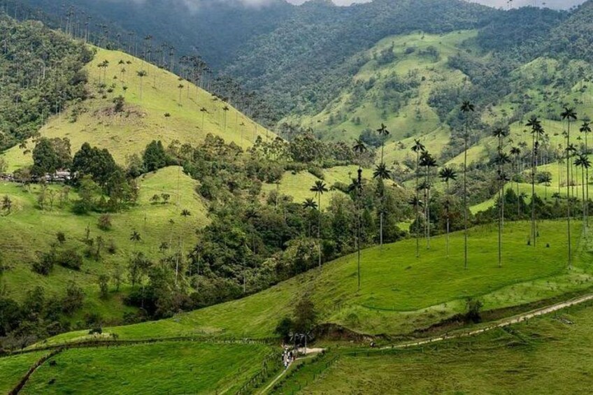 Paisaje montañoso con campos verdes y palmeras dispersas. 1