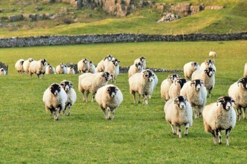 A flock of sheep grazing in a grassy field with a stone wall in the background. 2