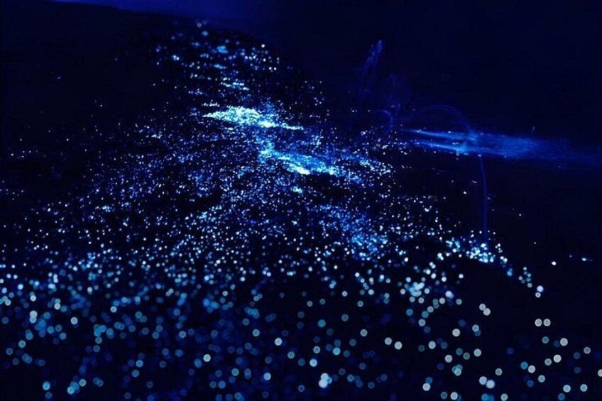 Bioluminescence Snorkel Boat Tour to Klein Bonaire 2