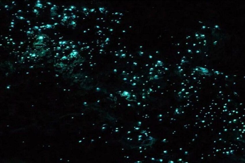 Bioluminescence Snorkel Boat Tour to Klein Bonaire 3