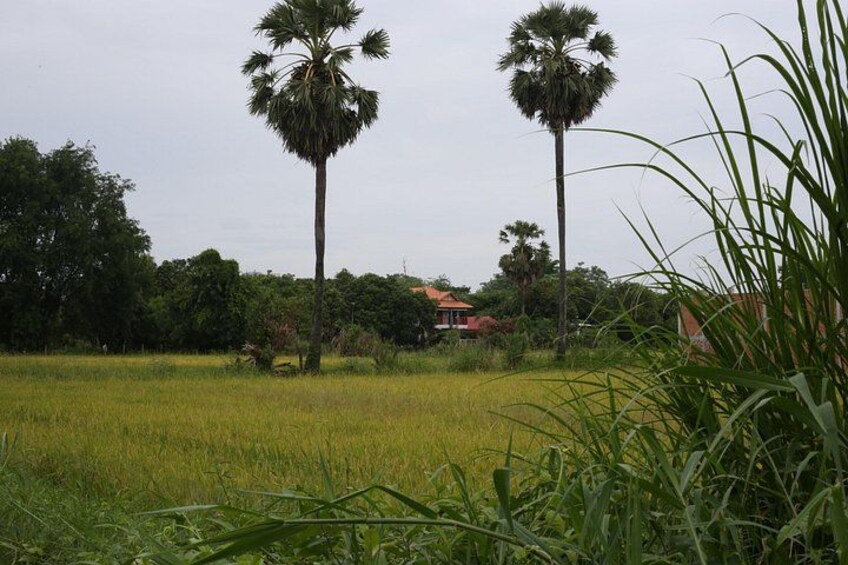 Make Essential Oils with a Village Herbalist Near Phnom Penh 2