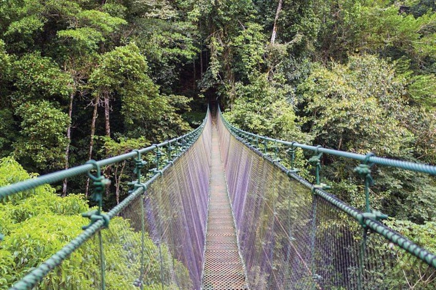 A suspension bridge surrounded by dense forest. 3