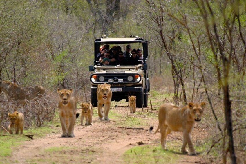 A safari vehicle with passengers observing lions on a dirt path in a wooded area. 3
