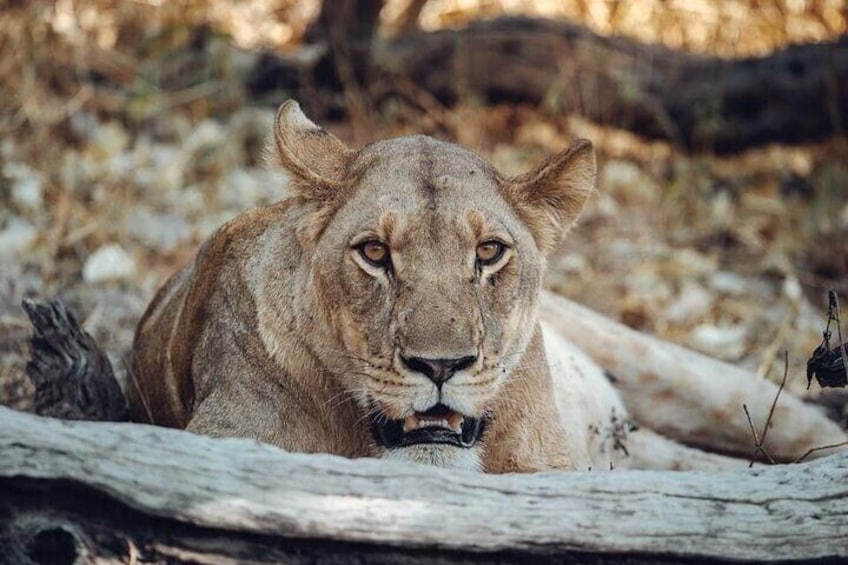 Safari Game Drive Zambezi National Park 5
