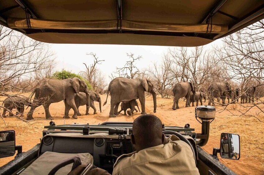 Safari Game Drive Zambezi National Park 2