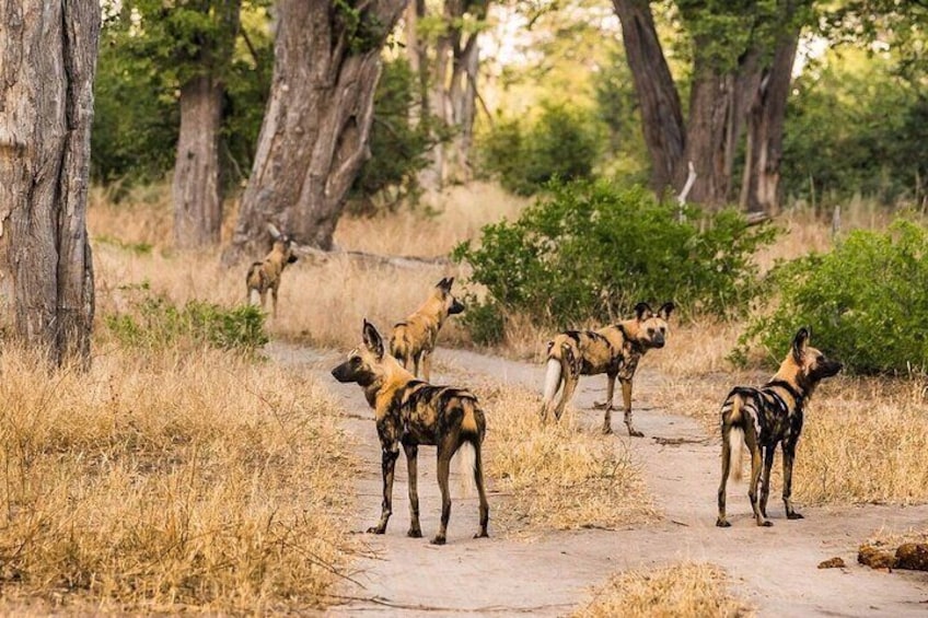 Safari Game Drive Zambezi National Park 3