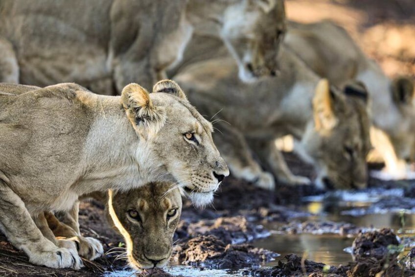 Safari Game Drive Zambezi National Park 5