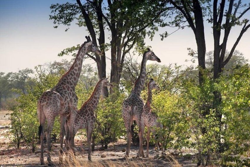 Safari Game Drive Zambezi National Park 3