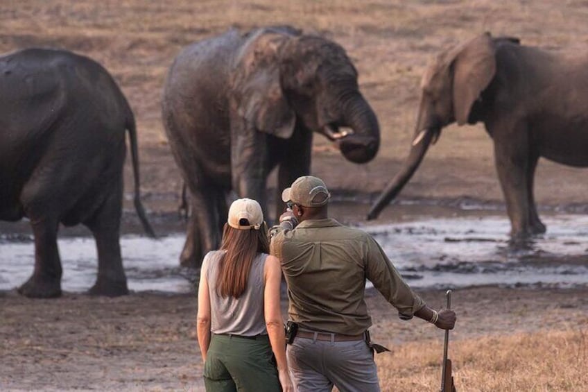 Safari Game Drive Zambezi National Park 1