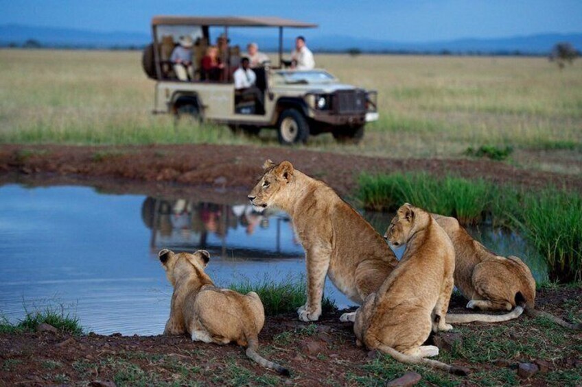 A group of lions by a waterhole with a safari vehicle in the background. 5
