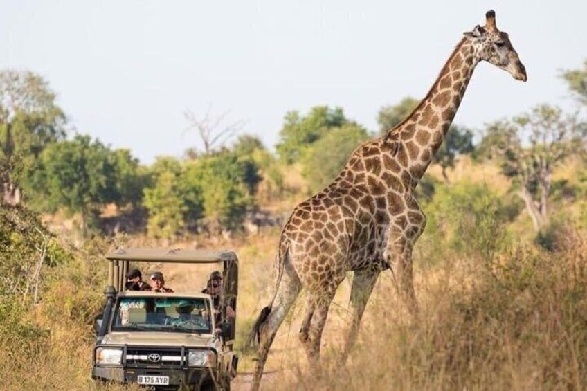 Safari Game Drive Zambezi National Park 4