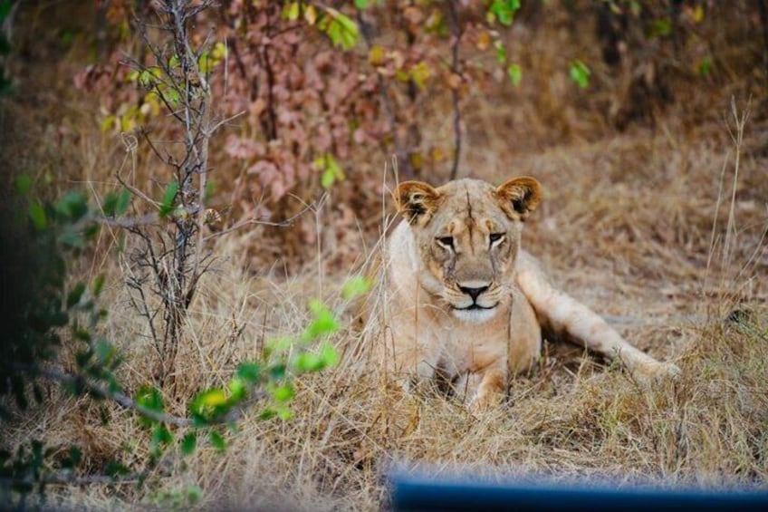 Safari Game Drive Zambezi National Park 2
