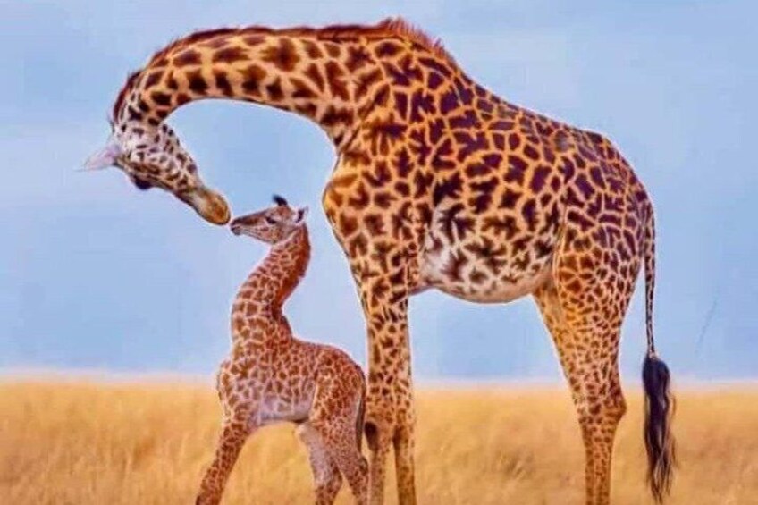 4-Day Luxury Trip to Tarangire, Serengeti & Ngorongoro from Dar 1