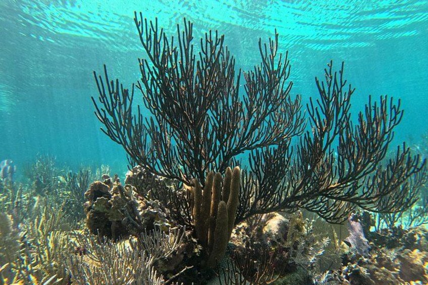 Barrier Reef Snorkeling from Hopkins Village 3