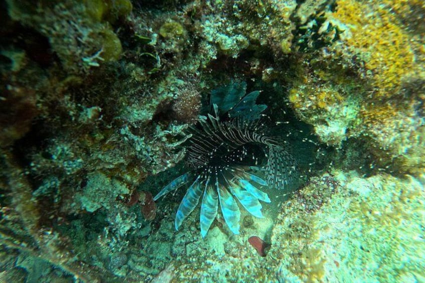 Barrier Reef Snorkeling from Hopkins Village 2