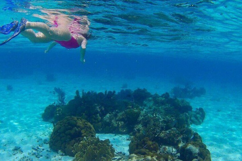 Barrier Reef Snorkeling from Hopkins Village 4