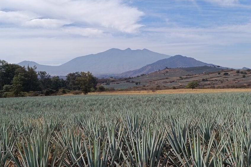Un campo di piante alte e strette con montagne sullo sfondo. 4