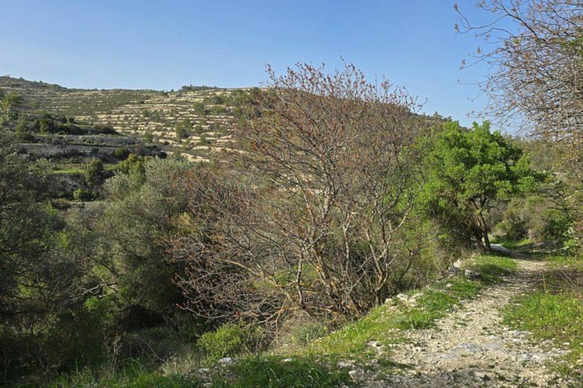 Nature Trail 5