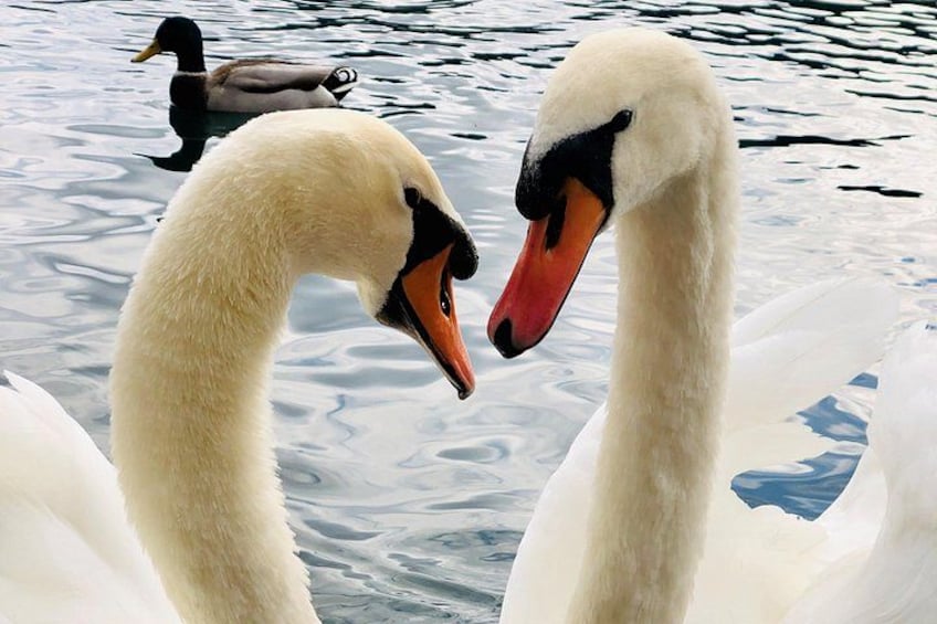 Due cigni con becchi arancioni e segni neri sul viso, e un'anatra sullo sfondo. 2