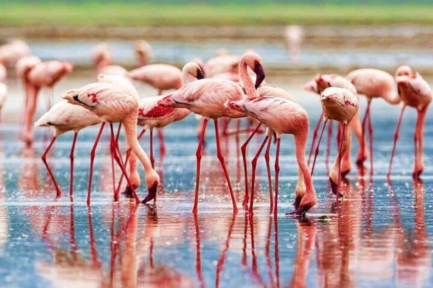 A group of flamingos standing in shallow water. 1