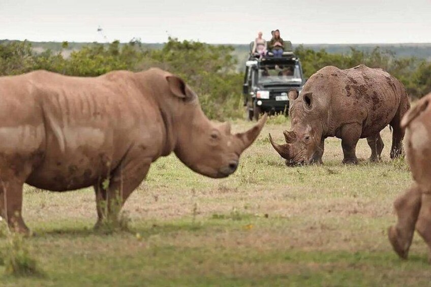 A rhinoceros in a grassy field with a vehicle and people in the background. 1