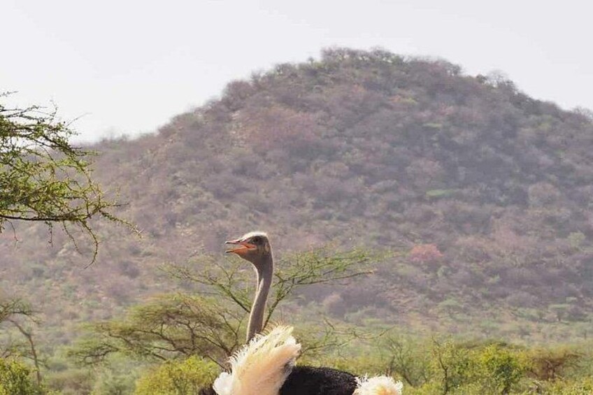 An ostrich in a natural landscape with sparse vegetation and a hill in the background. 2