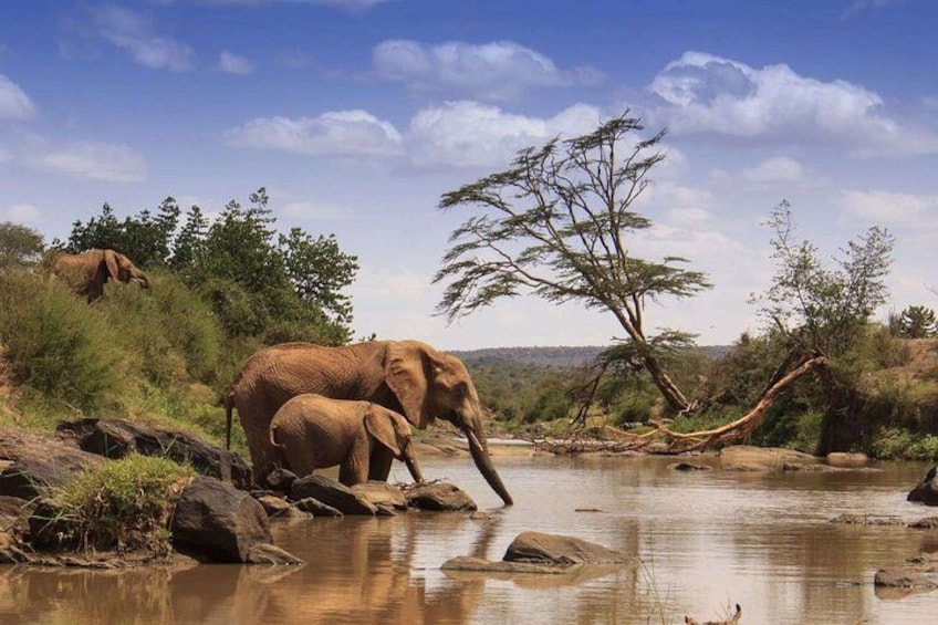 Elephants by a river, a fallen tree, and a clear sky. 3