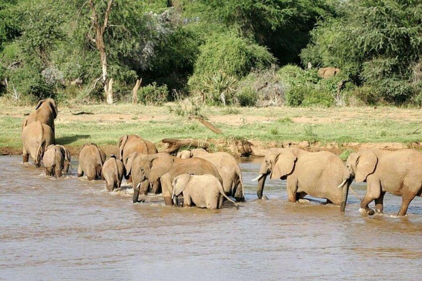 4WD Nairobi Kenya Private Safari Tour 4