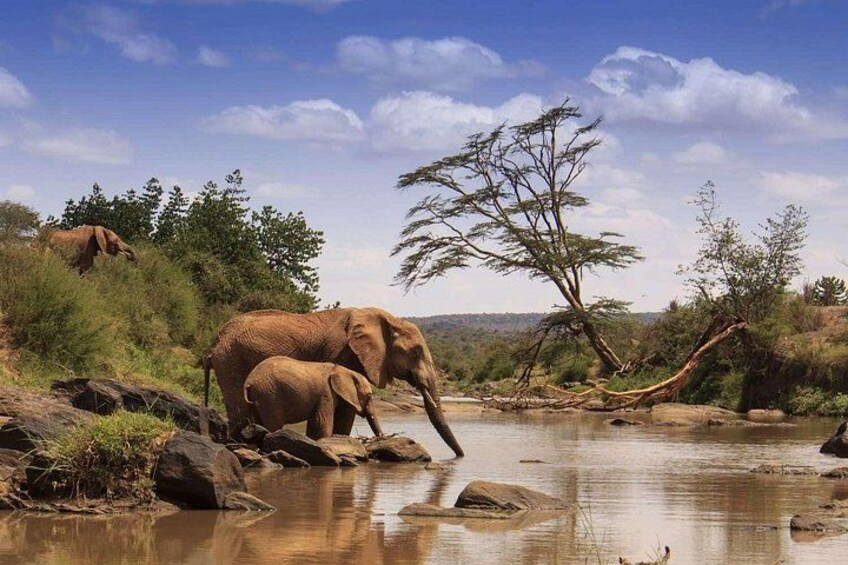 4WD Nairobi Kenya Private Safari Tour 3