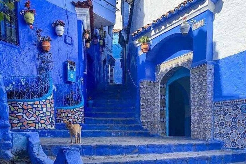 A narrow street with blue-painted buildings, a dog on the steps, and a staircase leading up. 1