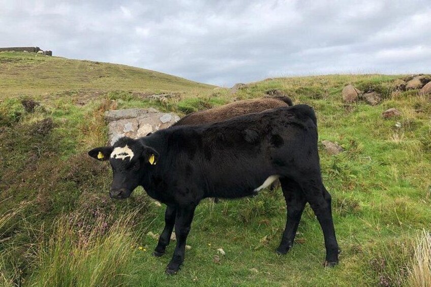 A black cow with yellow ear tags standing on a grassy hill with rocks and a cloudy sky in the background. 3
