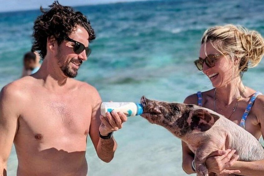 Una persona alimentando a un cerdo en la playa. 4