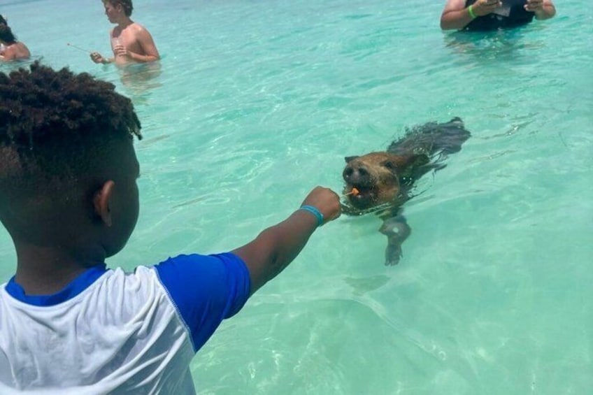 Rose Island Swimming Pigs & Beach Snorkeling Experience Nassau. 2