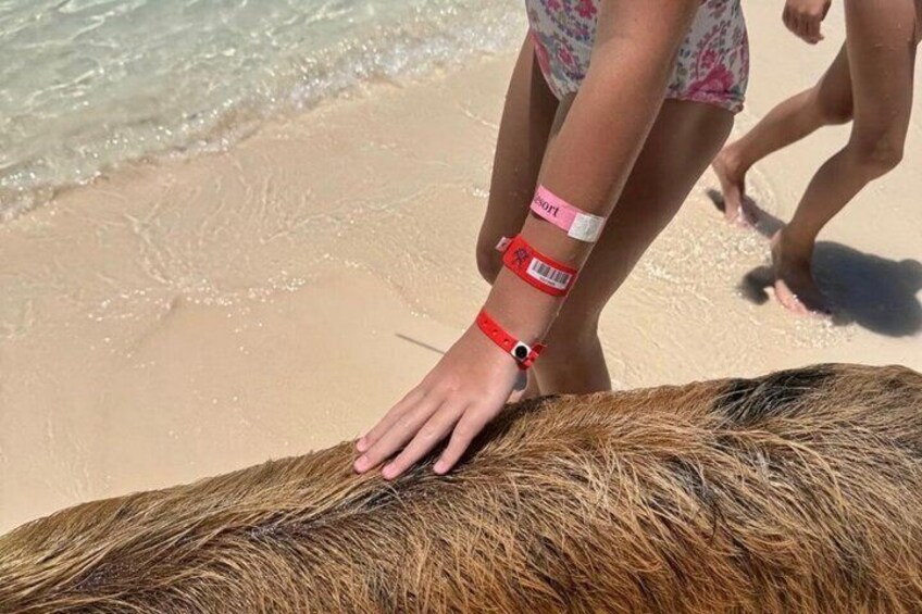 Rose Island Swimming Pigs & Beach Snorkeling Experience Nassau. 5