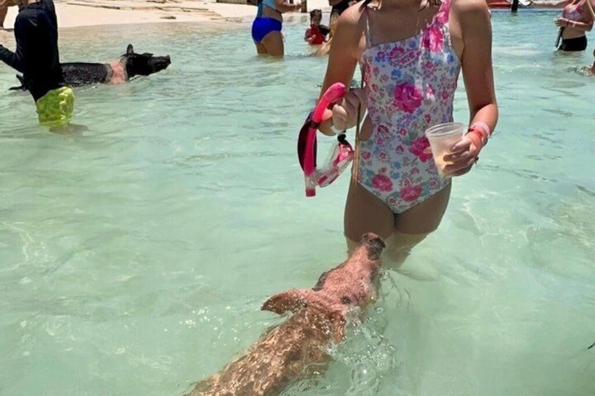 Rose Island Swimming Pigs & Beach Snorkeling Experience Nassau. 4