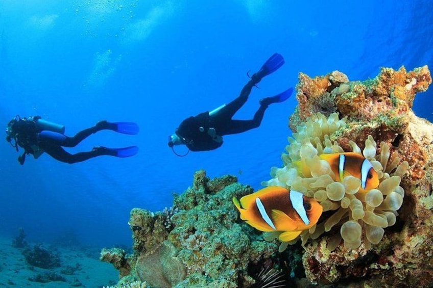 Deux plongeurs sous-marins, des coraux et la faune marine. 4