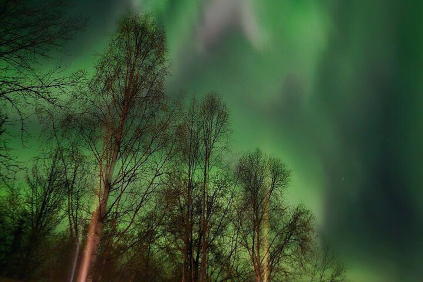 En skog med höga träd och en grön himmel. 3