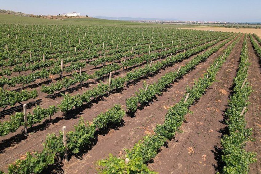 Nessebar and Wine Tasting in Dives Winery 2