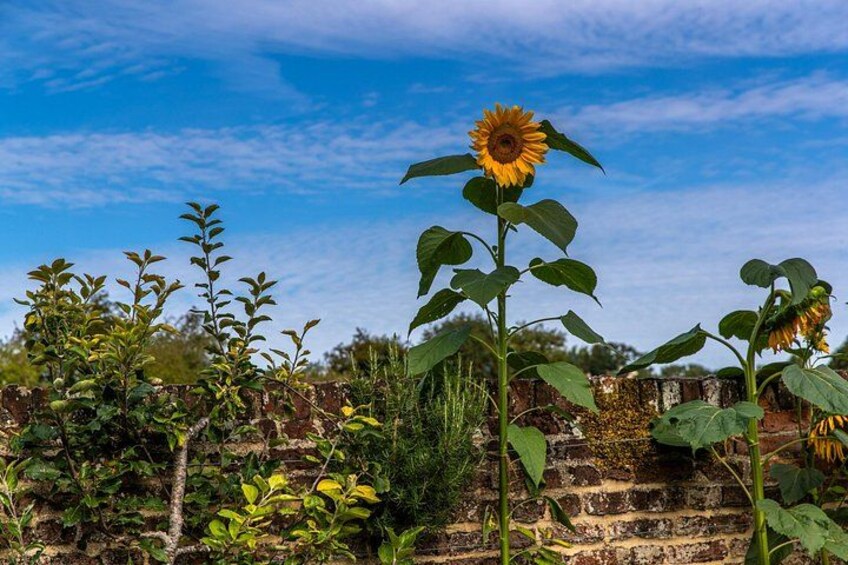 A sunflower with a brick wall and greenery in the background. 5
