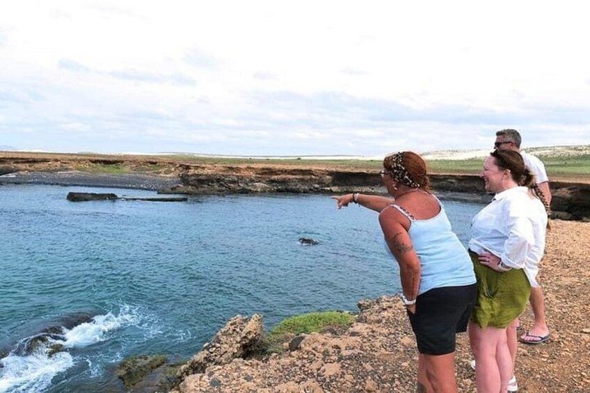 Spotting turtles at the turtle bay 4