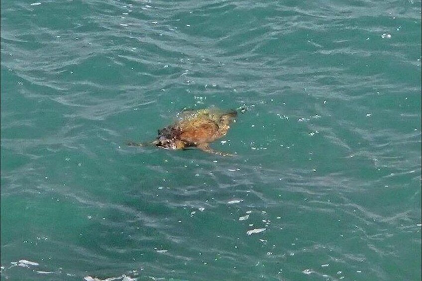 Green turtle at the turtle bay 4
