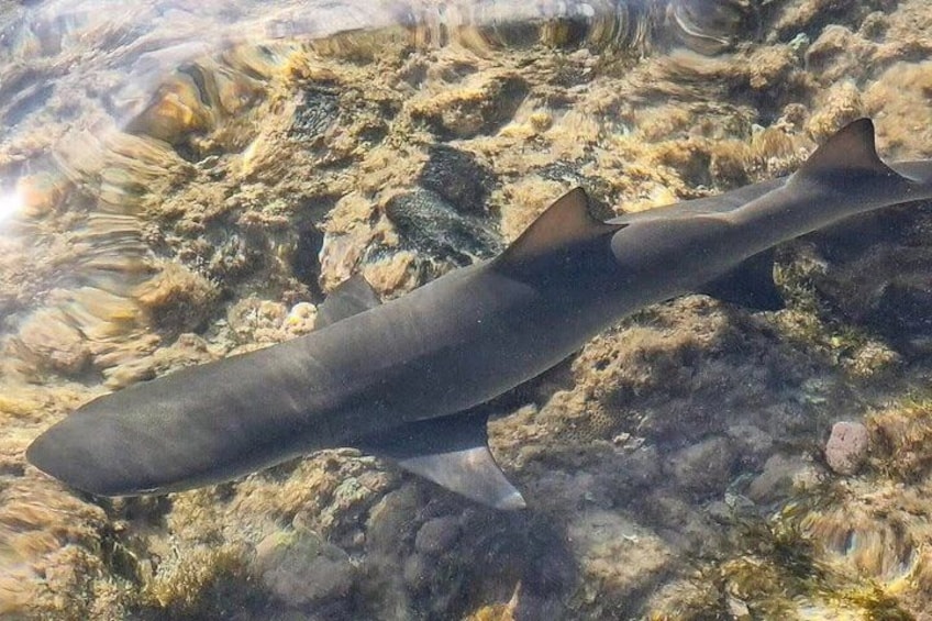 A shark swimming near a rocky underwater landscape. 4
